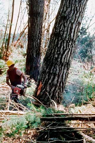 Felling a pine 