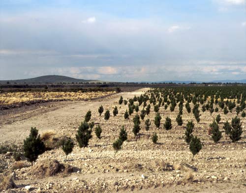 Pine on pumice soils 