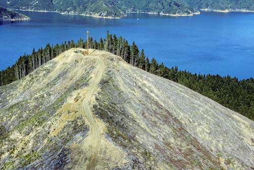 Pine on weathered schist 