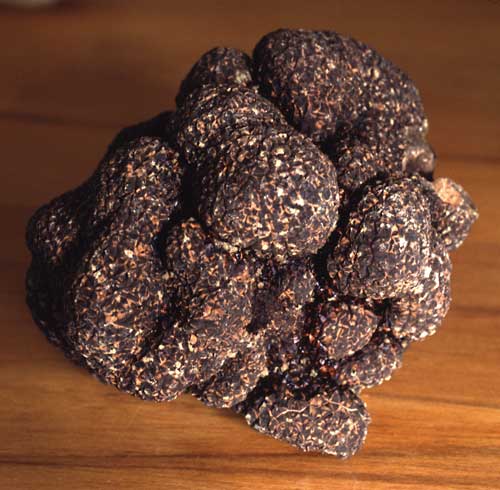 Périgord black truffle