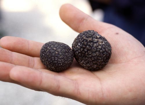Burgundy truffles 