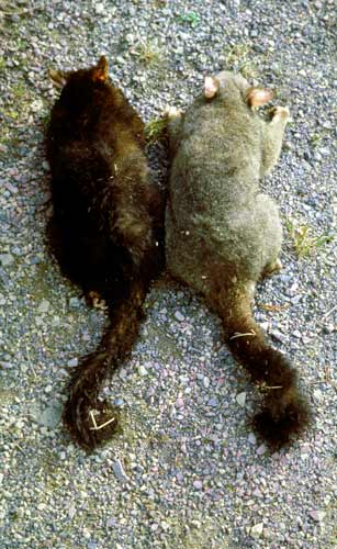 Black and grey possums 