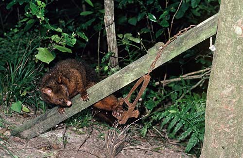 Trapped possum