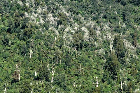 Dead trees, Pirongia Forest Park