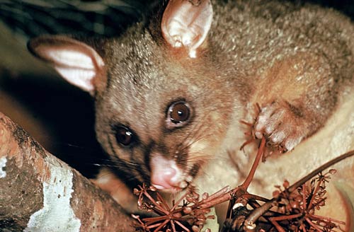 Possum eating five-finger berries