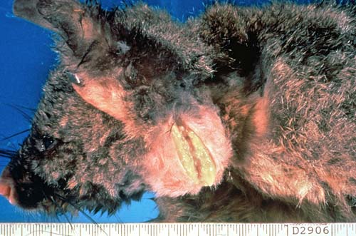 TB-infected possum
