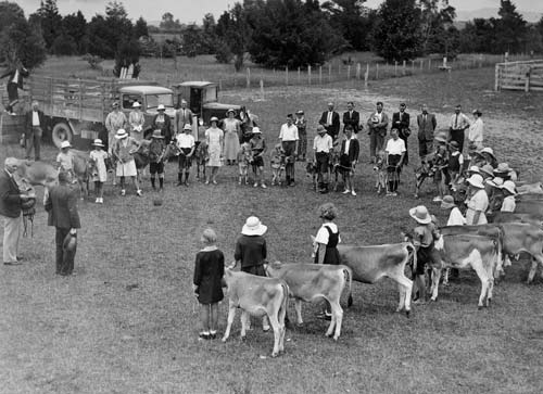 Calf club competition, Morrinsville 