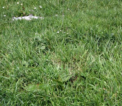 Pasture, Massey organic dairy farm