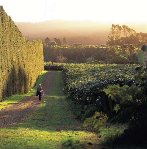 Kiwifruit orchard, Te Puke
