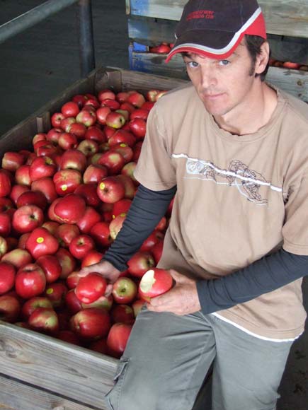 Fuji apples