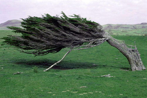 Growing against the wind