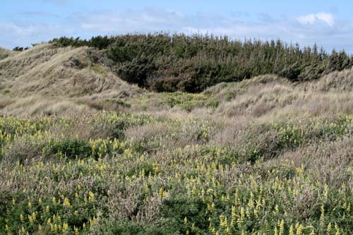 Pine and lupin on dunes 