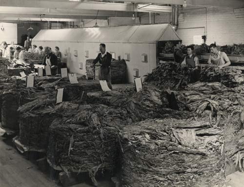 Tobacco bales
