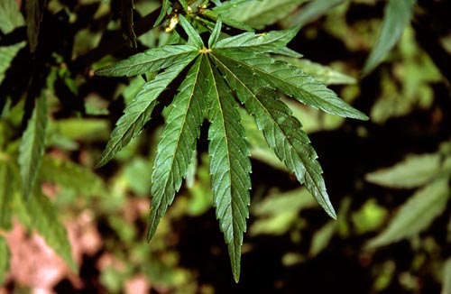 Hemp