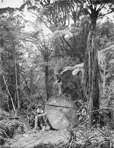 Logging native forest