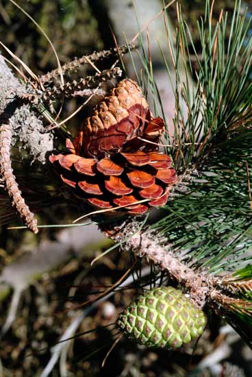 Open pine cone