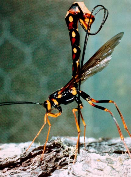 Ichneumon wasp 