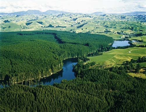 Forest catchment