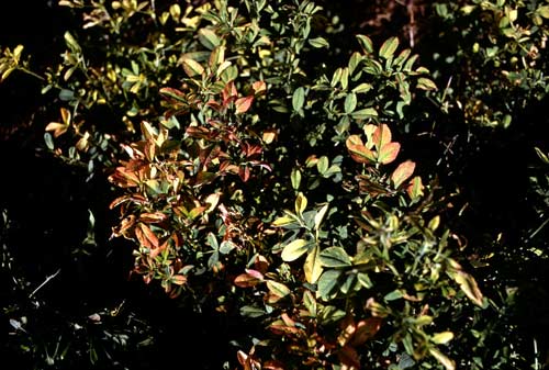 Boron deficiency in lucerne