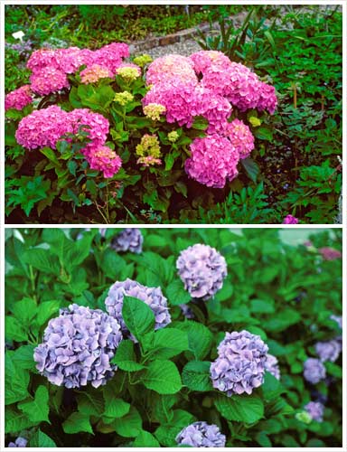 Blue and pink hydrangeas
