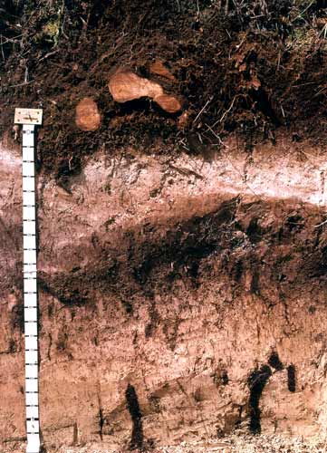 Wharekohe soils