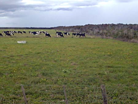 Dairying on peat soils