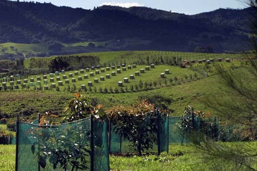 Avocado orchard