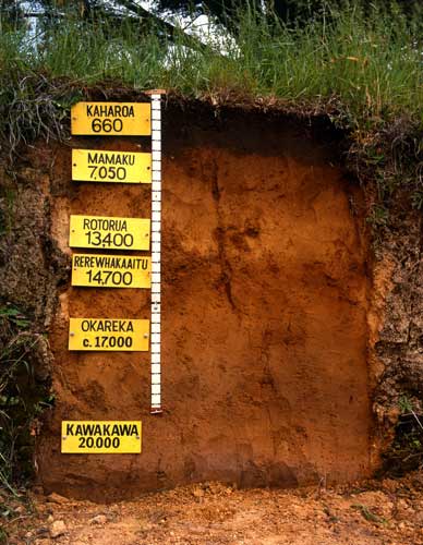 Te Puke soils