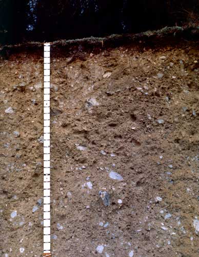 Kāingaroa soil