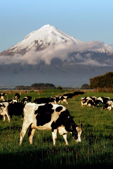 Dairying in Taranaki