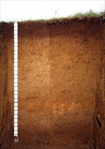 Dannevirke soils