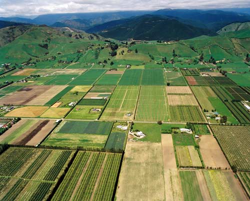Waimea Plains