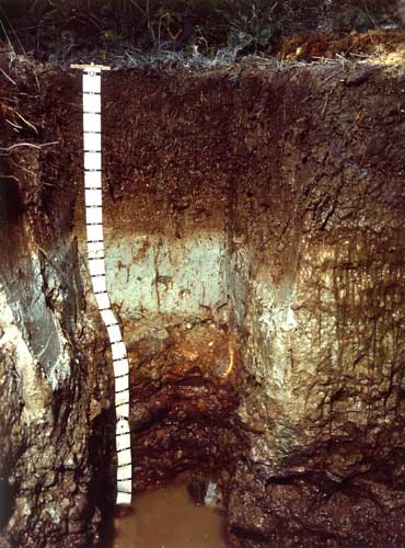 Ōkarito soils