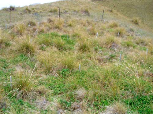 Oversown tussock