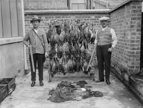 Dead ducks