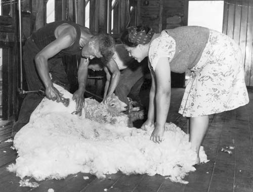 Māori shearers