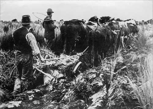 Bullocks ploughing 