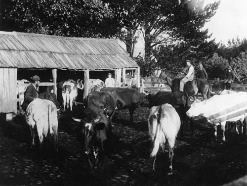 Hodge’s farm cow shed, Inglewood