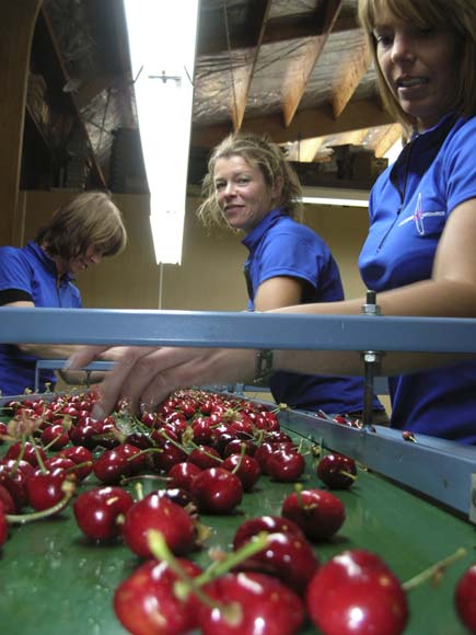 Cherry graders
