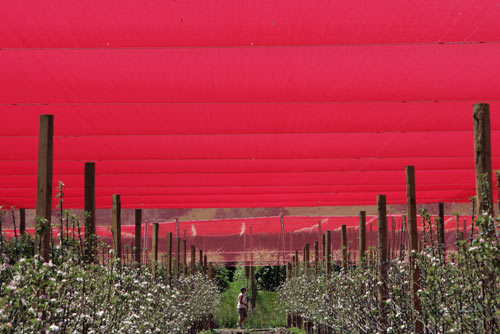 Red shade-cloth
