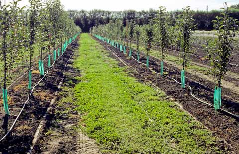 Drip irrigation