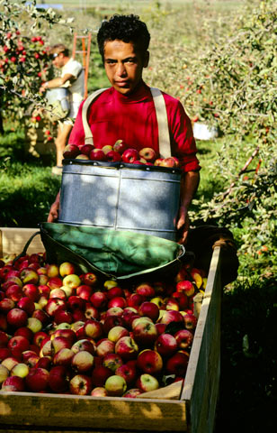 Picking apples