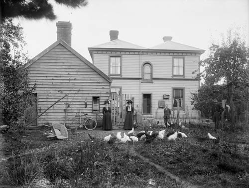 Backyard chickens 