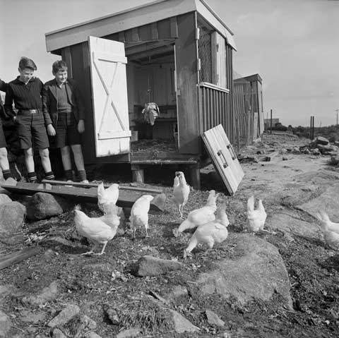 School poultry 