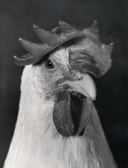 White Leghorn 