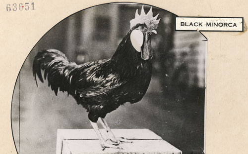 Black Minorca cockerel 