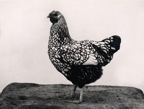 Silver Wyandotte 