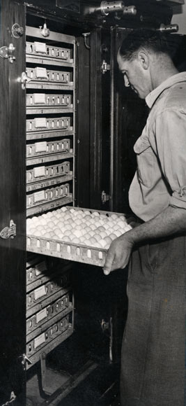Egg incubator