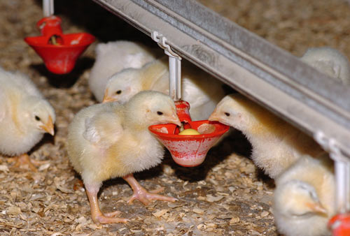 Day-old chicks
