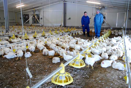 Broiler chickens